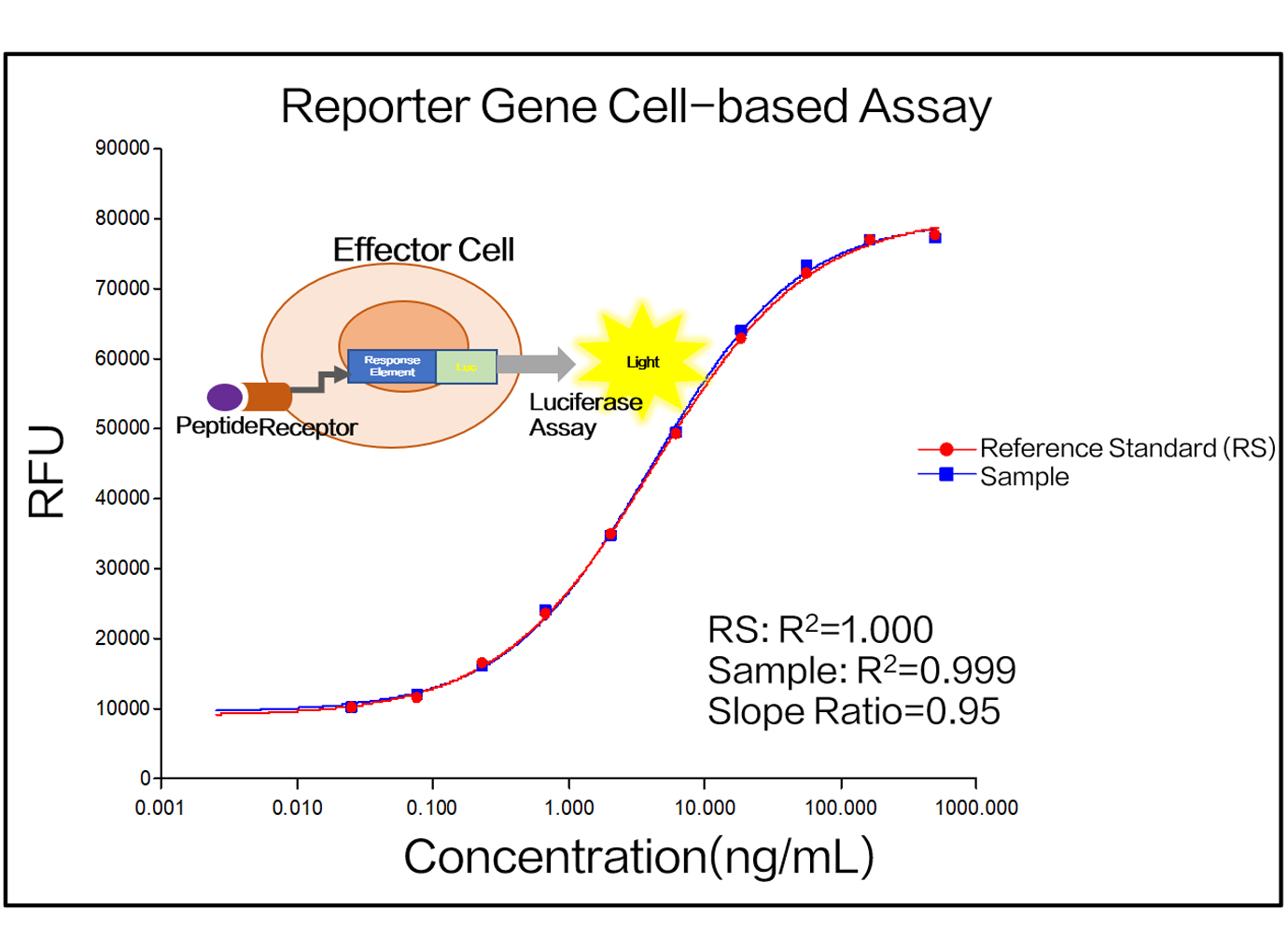 Cell line construction and cell-based activity assay development