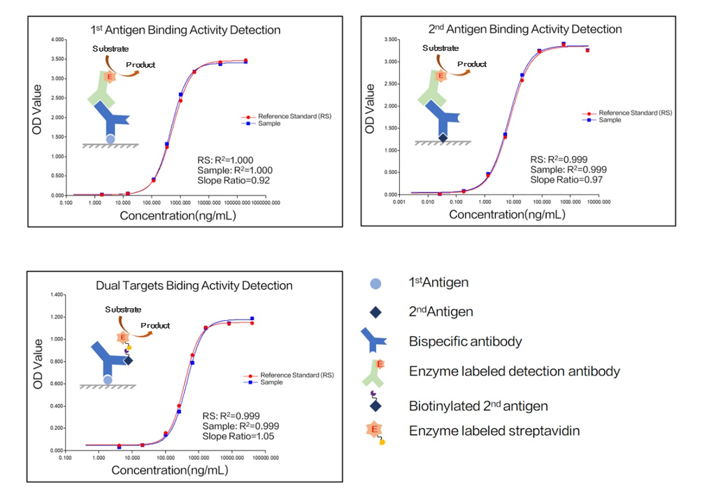 Development of an integrated dual-target binding activity assay for a bispecific antibody