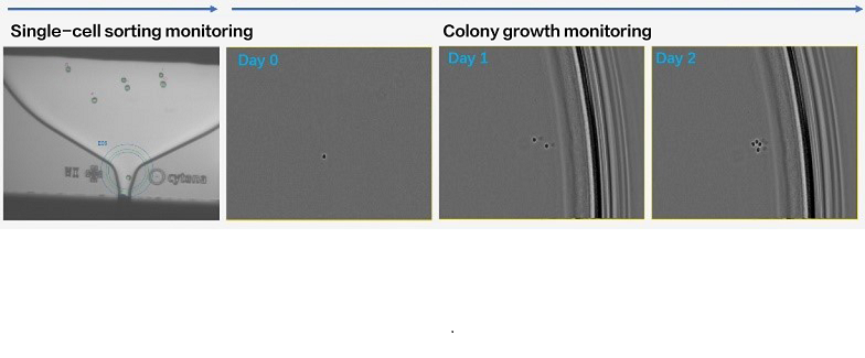Monoclonal cell sorting monitoring with Day 0-Day 2 continuous imaging of cell division