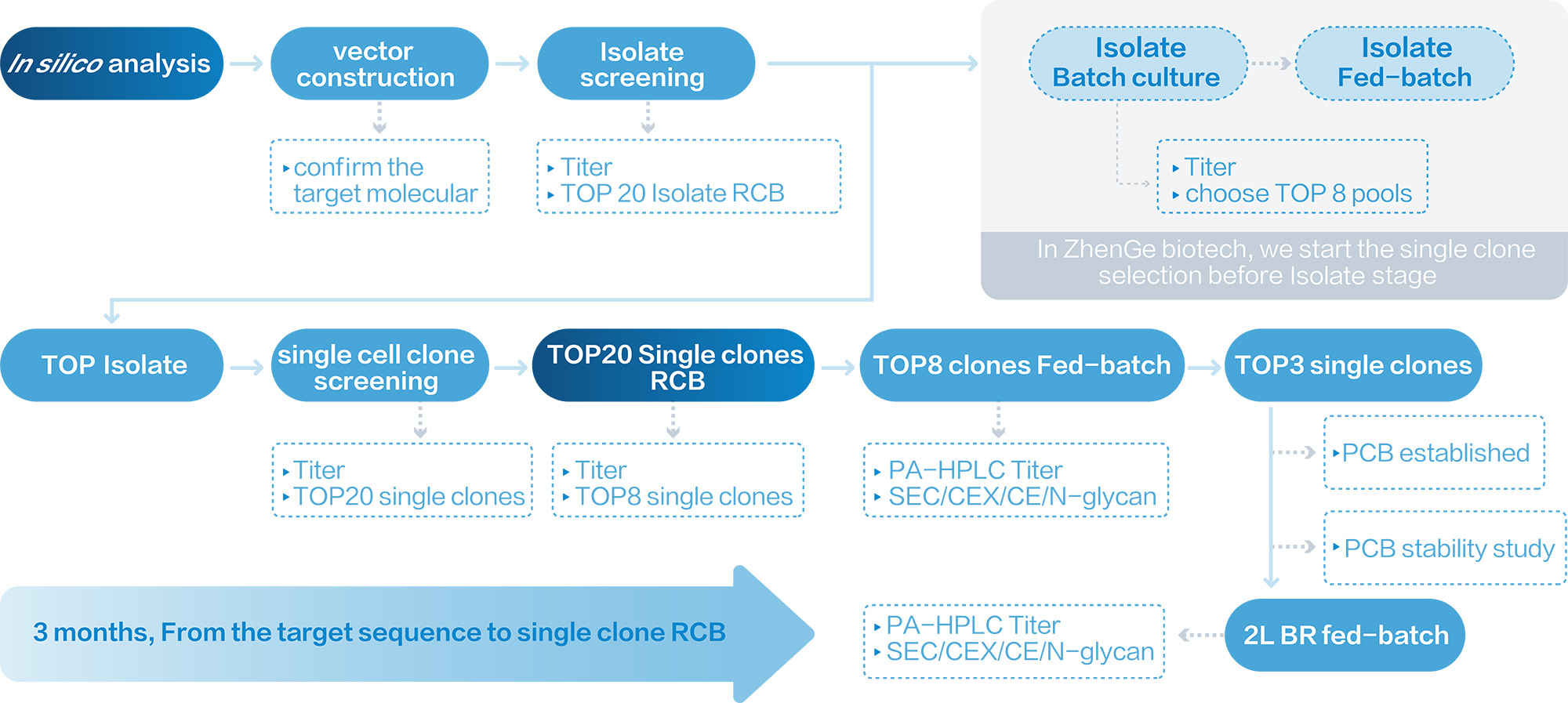 Cell line development workflow: In silico analysis - Vector construction - Isolate screening - Monoclonal screening of TOP20 RCB - TOP8 Fed-batch - TOP3 monoclonals - PCB banking and stability studies - 2 L BR fed-batch