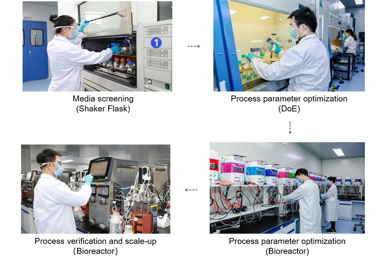 Upstream process development workflow: media screening (shake flask) - process parameter DoE studies (shake flask) - process parameter studies (2 L-5 L bioreactor) - process scale-up and confirmation (20 L bioreactor)
